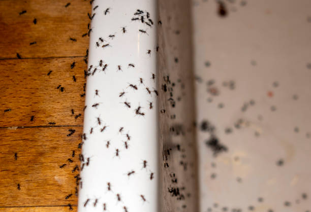 Best Pest Control Near Me  in Los Lunas, NM