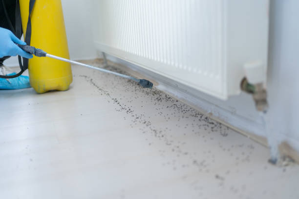 Best Ant Control Services  in Los Lunas, NM