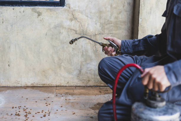 Best Local Pest Control Services  in Los Lunas, NM